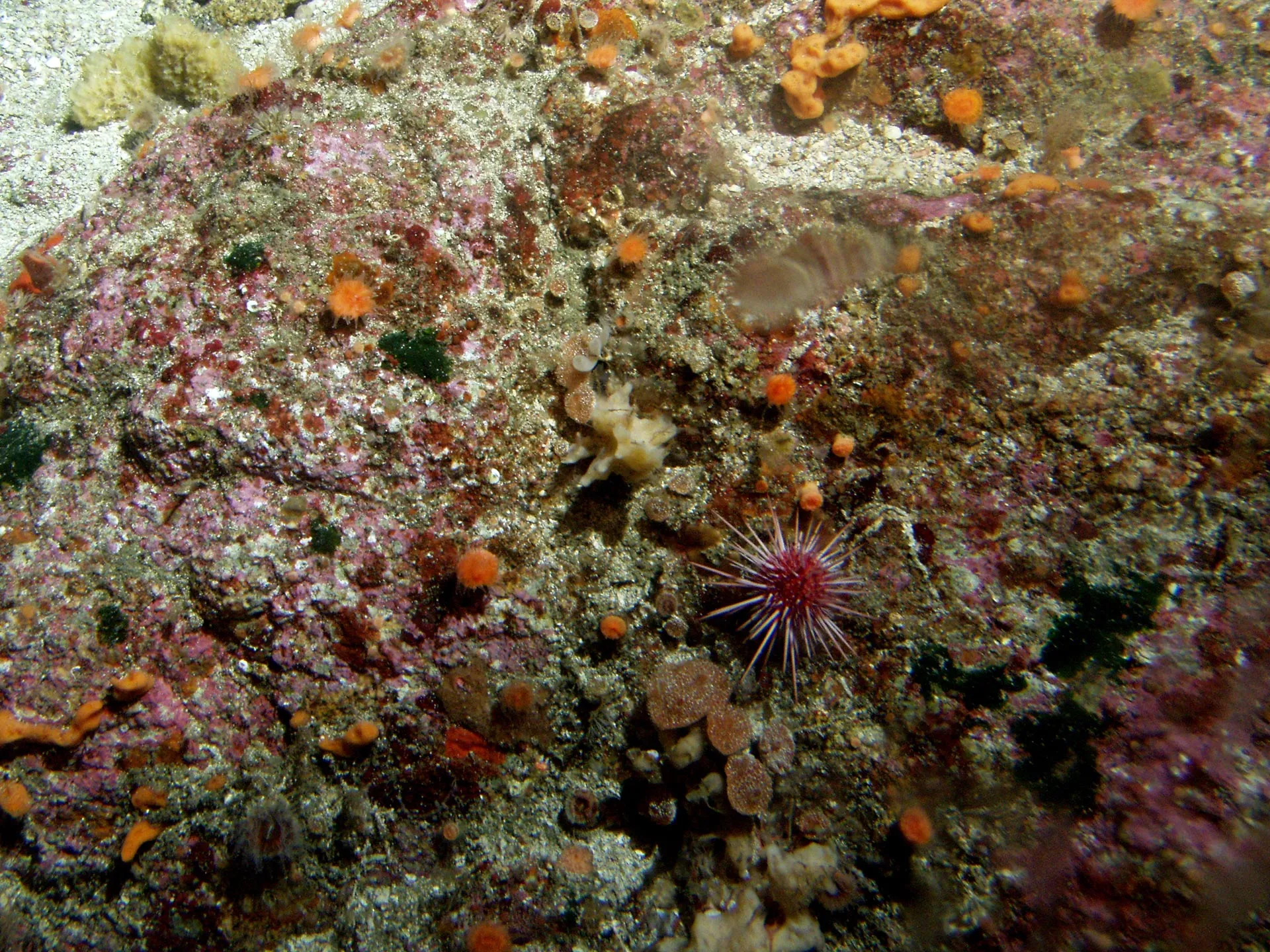 Subtidal rocky reef